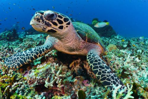 Bali Reef Diver Turtle