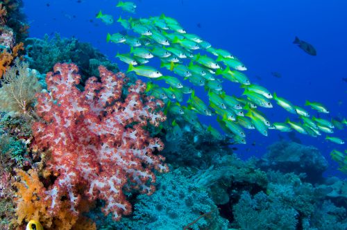 Scuba diving soft corals fish