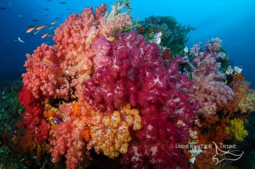Raja Ampat Soft Corals