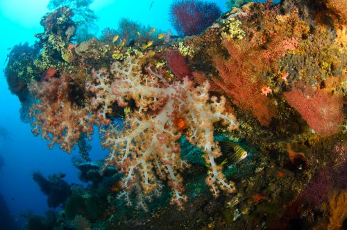 Bali Underwater Photo Workshop corals on Liberty