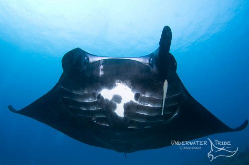 Top 5 Dive Sites in Raja Ampat Manta Rays