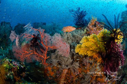 Top 5 Dive Sites in Raja Ampat Andiamo