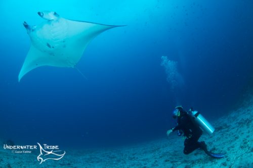 Manta Ray from Komodo and scuba diver