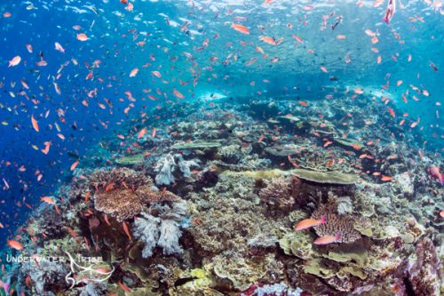 the very healthy reef of Batu Bolung in Komodo