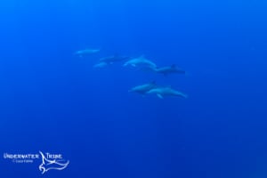 a family of bottlenose dolphins from Komodo