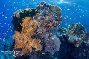 Komodo pristine coral reef