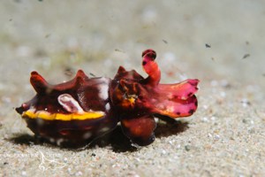 a rare flamboyant cuttlefish from Komodo