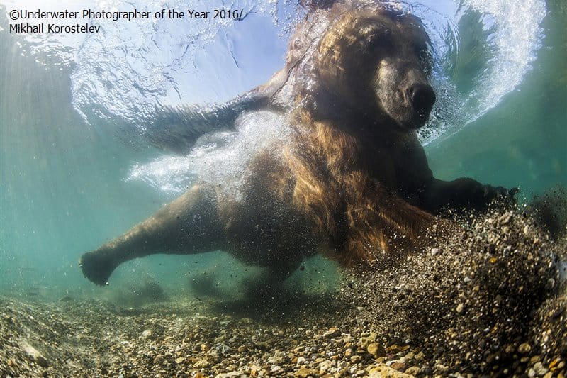 Bear Underwater Photographer of the Year Competition