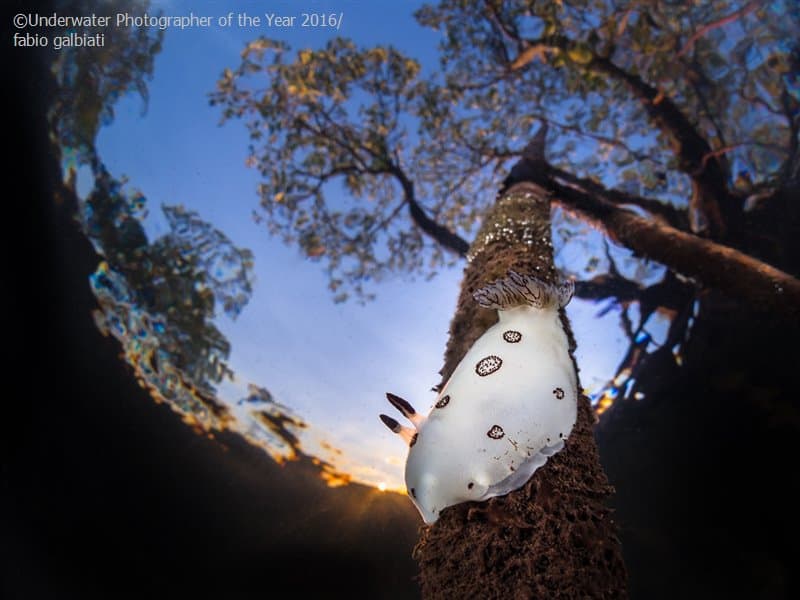 Nudibranch Underwater Photographer of the Year Competition