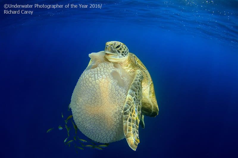 Turtle and Jellyfish Underwater Photographer of the Year Competition