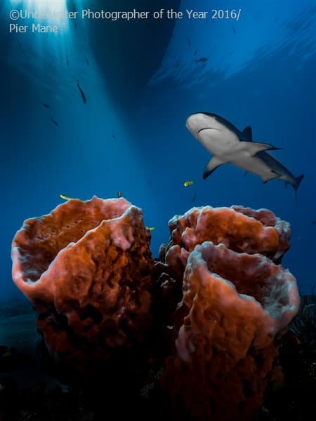 Up and Coming Underwater Photographer of the Year Competition Shark