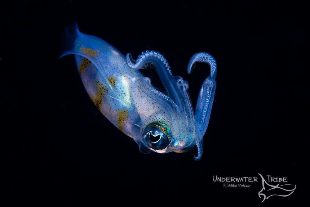 Black Water Squid on a Night Dive