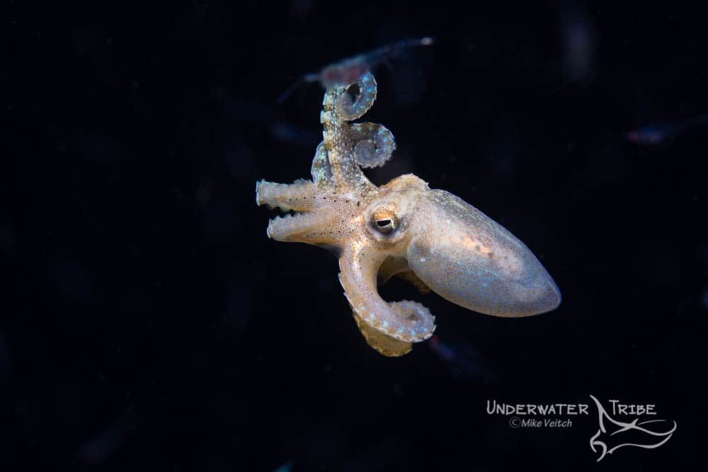 Small Octopus Black Water Night Dive