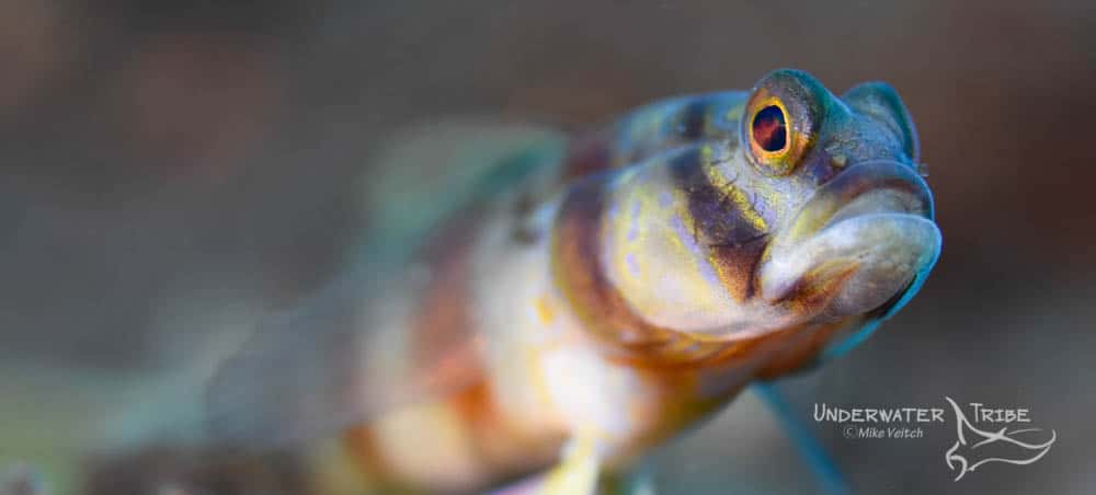 Photo of the Day Goby