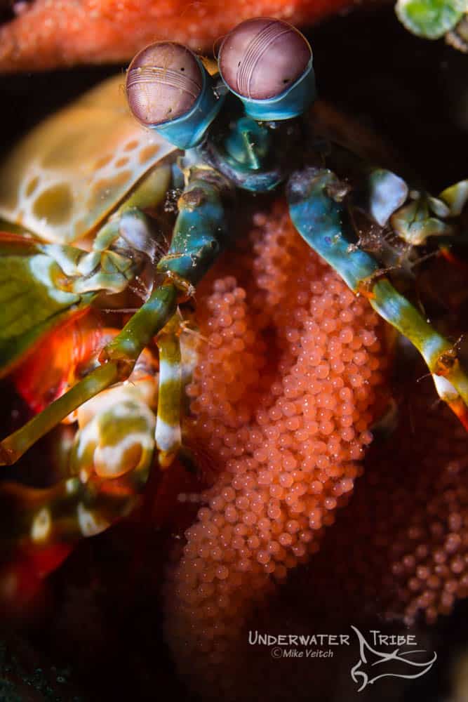 mantis shrimp and eggs in Bali