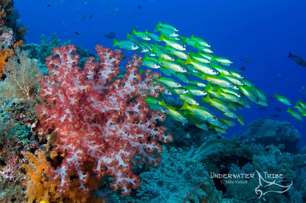 Soft Coral and Schooling Fish