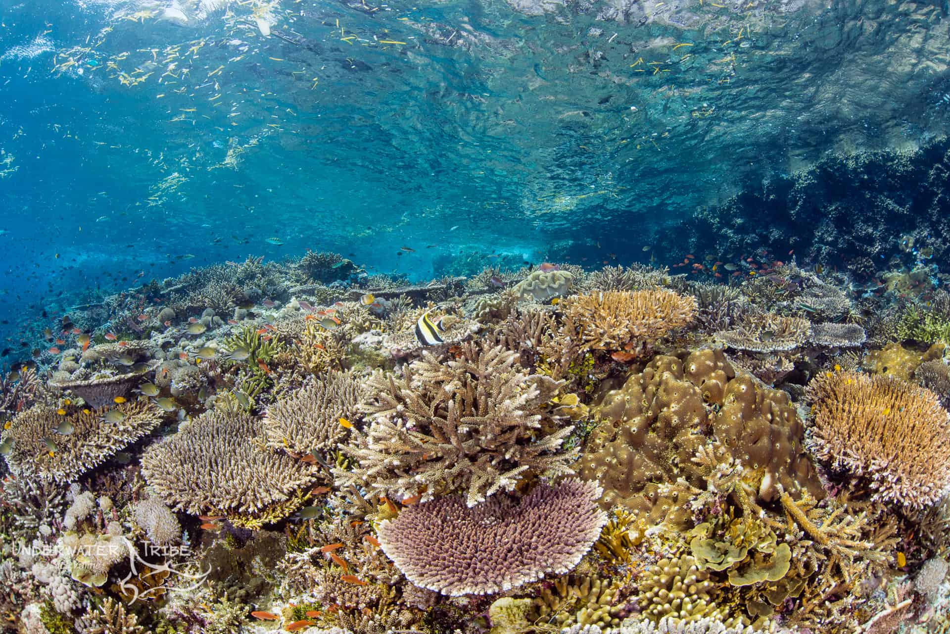 Coral Reef in Komodo National Park