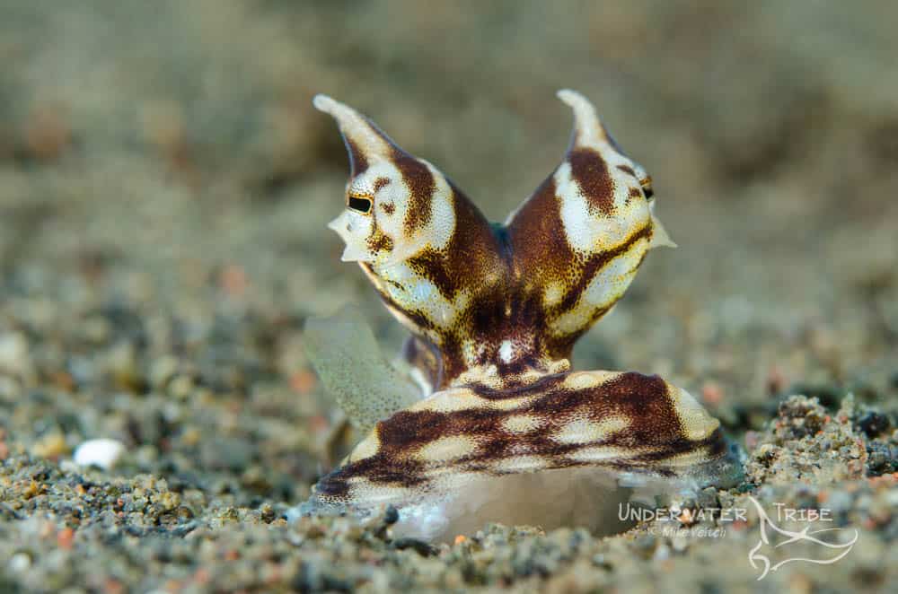 PJs Mimic Octopus