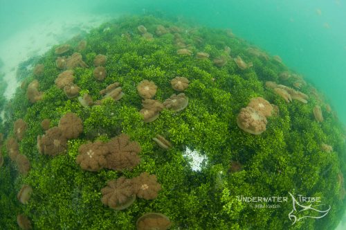 Kakaban Jellyfish lake