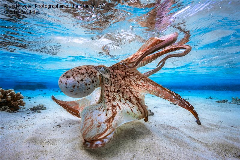 Winner Underwater Photographer of the Year 2017