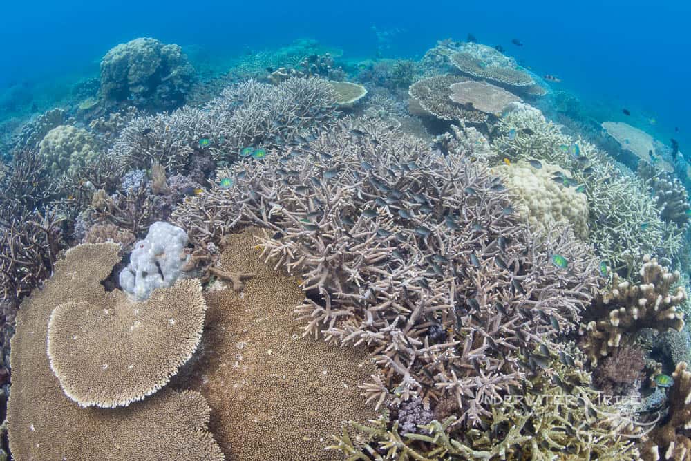 Banda Sea Coral Reef