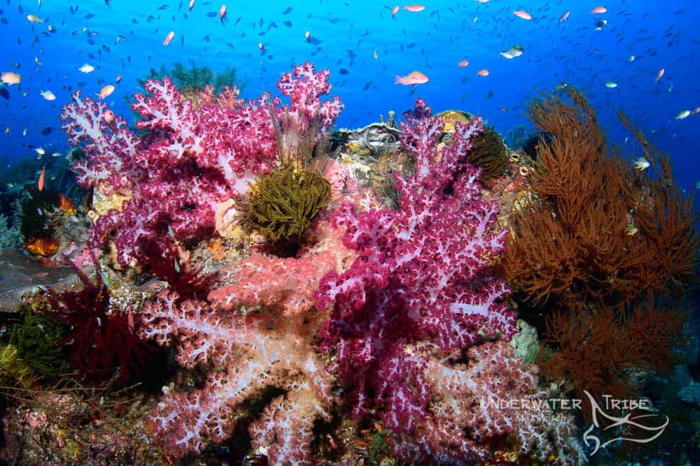 Soft Corals Raja Ampat 2017