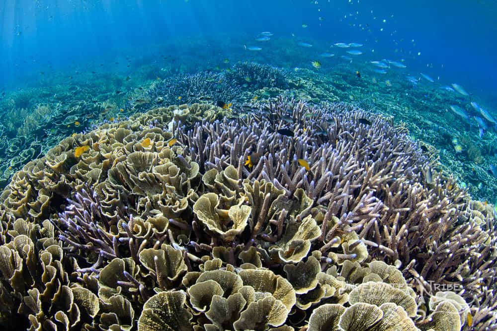 Hard Corals Raja Ampat 2017