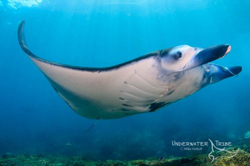 PADI Open Water Diver Cours Manta Ray