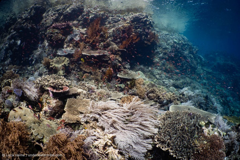 Coral Reef Tengah Kecil