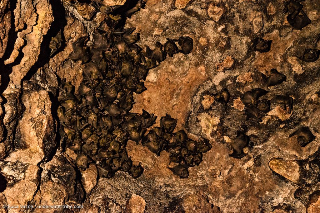 Bats hanging inside the cave