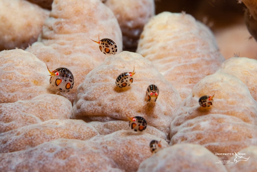 Lady Bugs Amphipods