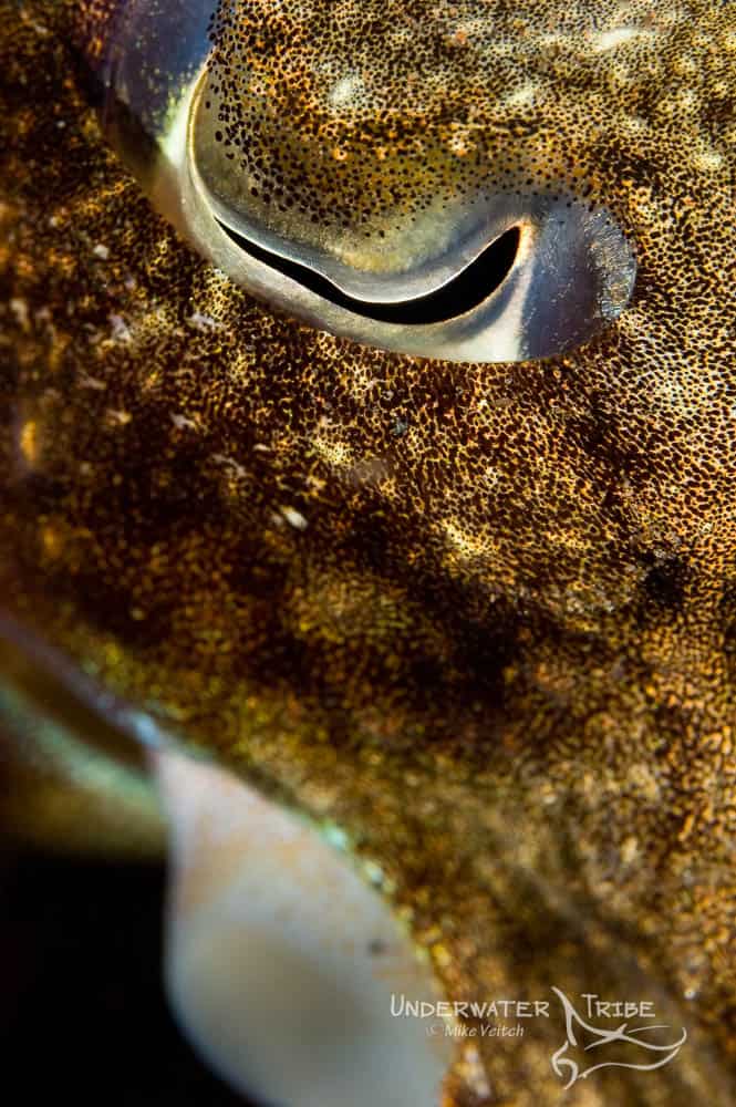Eye of the Cuttlefish