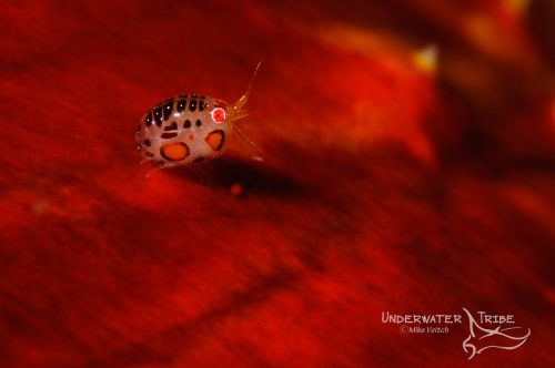 Ladybugs Komodo Dive Cruise
