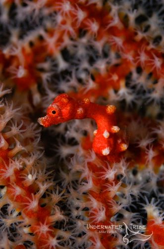 Pygmy Seahorse Macro Subjects Raja Ampat