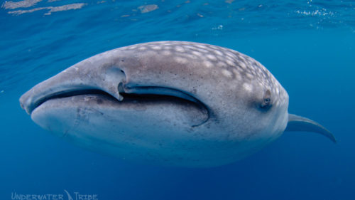 Whaleshark Indonesia Big Animals