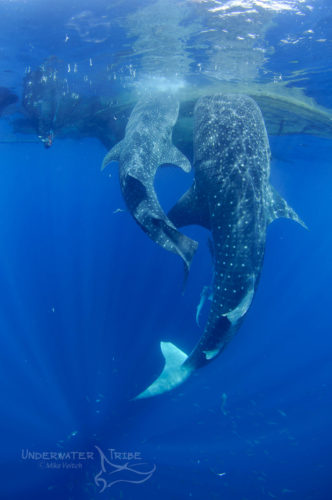 Two Whaleshark Feeding