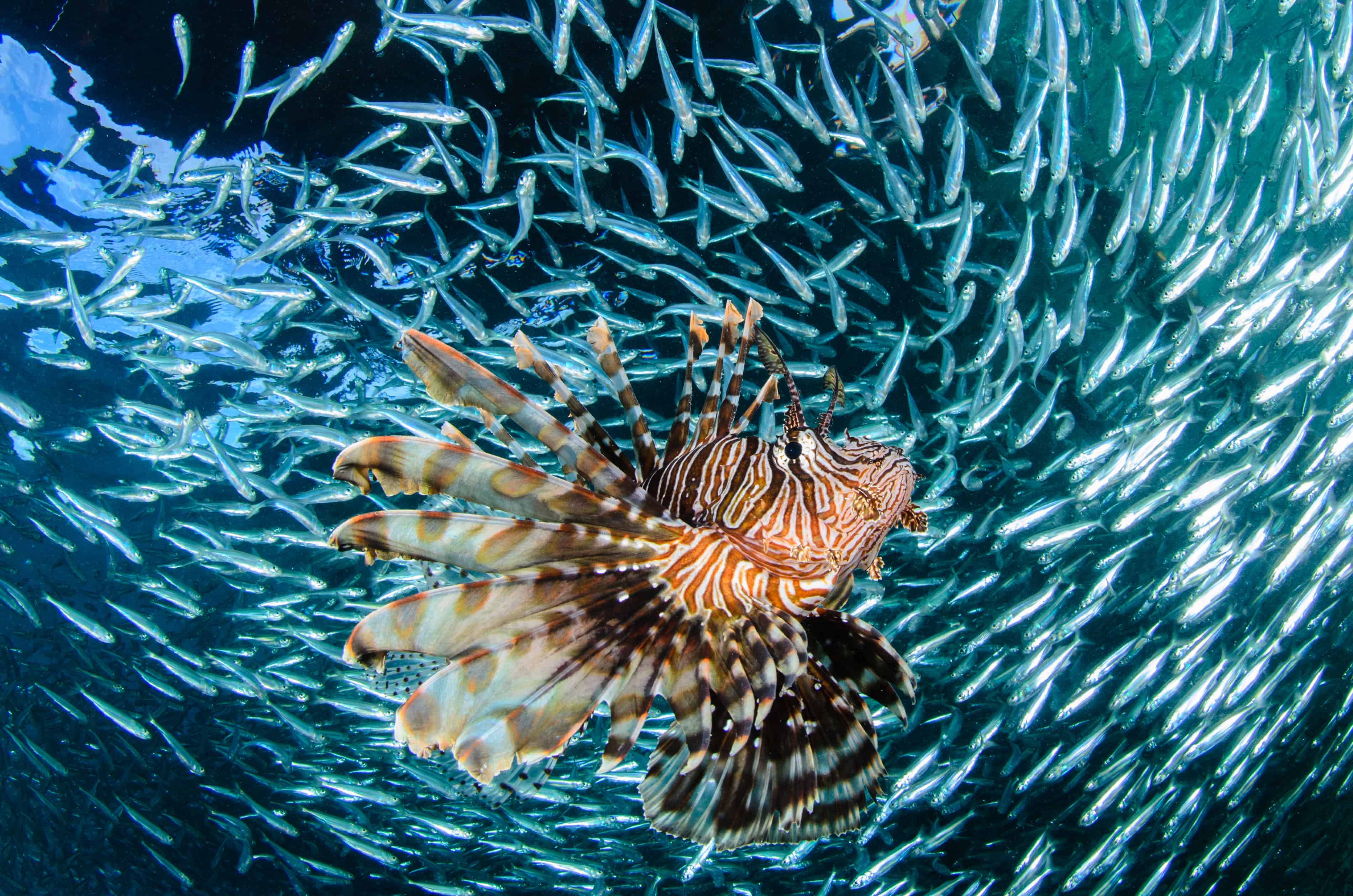 Raja Ampat Liveaboard Trip March 2017 Underwater Tribe