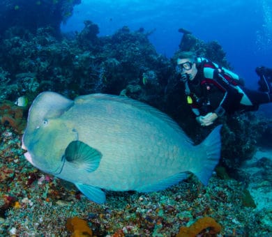 Bali Reef Diver – 6 Nights / 13 Dives