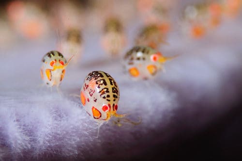 Ladybugs in Komodo