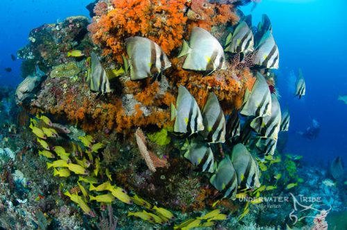 Top 5 Dive Sites in Raja Ampat Blue Magic