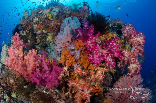 Top 5 Dive Sites in Raja Ampat 4 Kings
