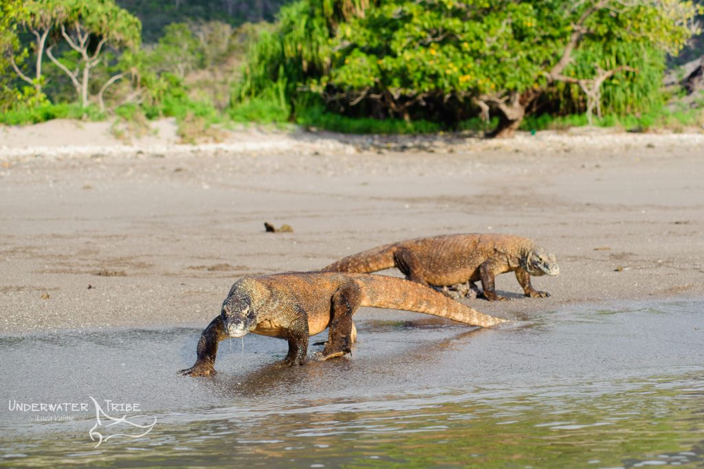 Komodo Dragons on the Beach