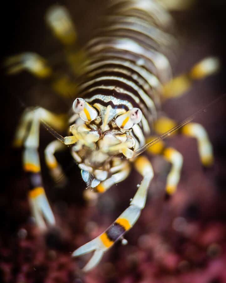 bumble bee shrimp