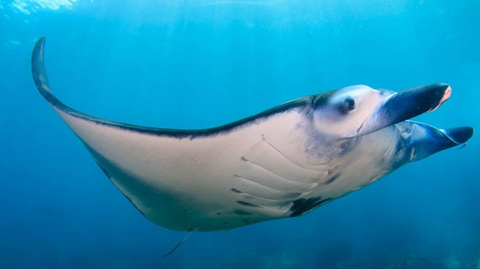 Bali Dive Sites - Manta Point Nusa Penida - Underwater Tribe