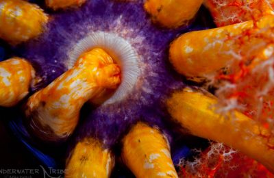 Sea Apple in Komodo National Park