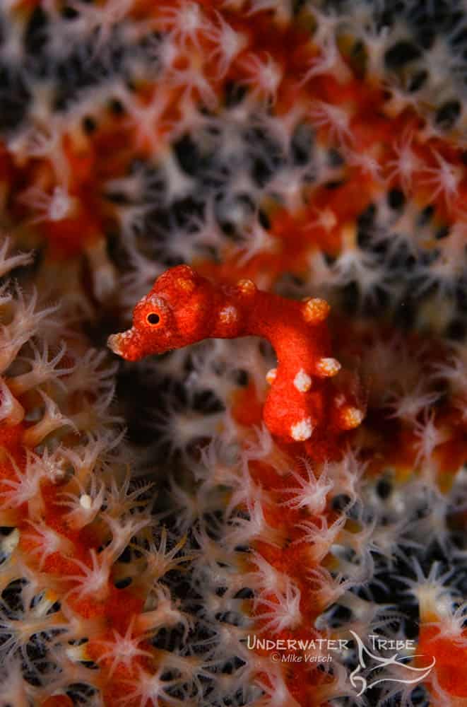 5 Essential Macro Subjects Raja Ampat Underwater Tribe