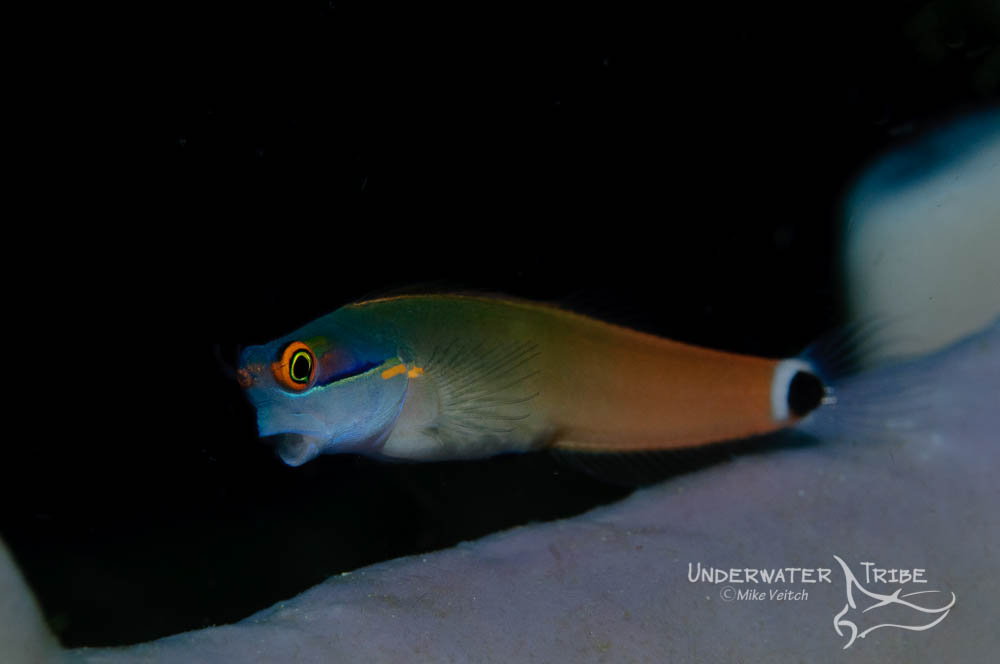 5 Essential Macro Subjects Raja Ampat Underwater Tribe