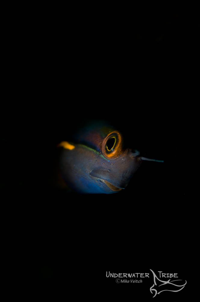 5 Essential Macro Subjects Raja Ampat Underwater Tribe