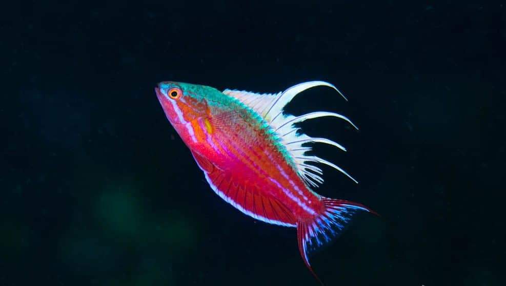 5 Essential Macro Subjects Raja Ampat Underwater Tribe