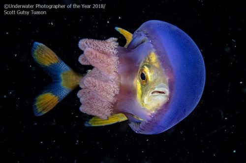 Underwater Photographer of the Year